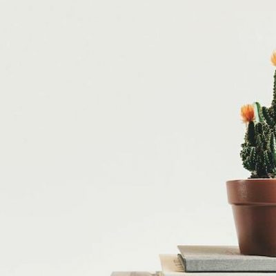 tanaman yang harus dihindari menurut fengshui