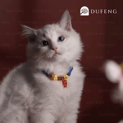 Forever Blessed - Pet Collar | Kalung Kucing