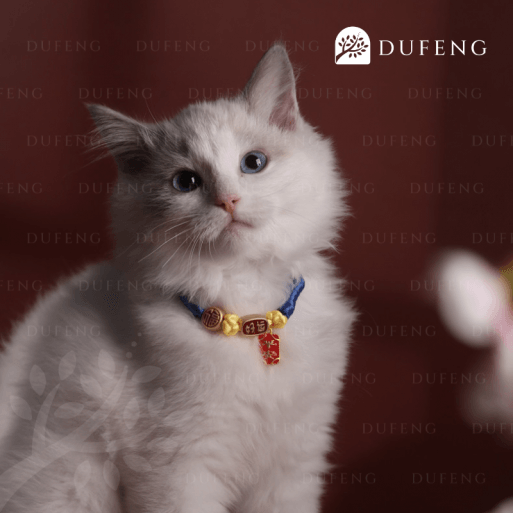 Forever Blessed - Pet Collar | Kalung Kucing