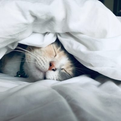 pencinta kucing