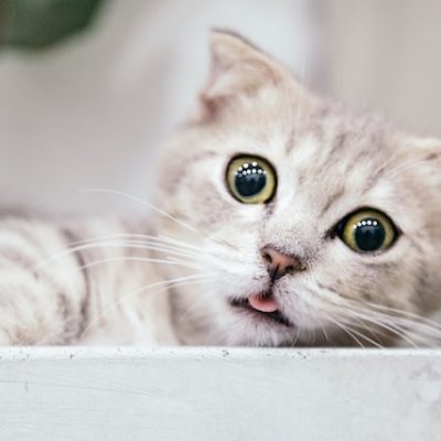 Cat Collar