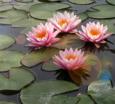 Lotus Ring
