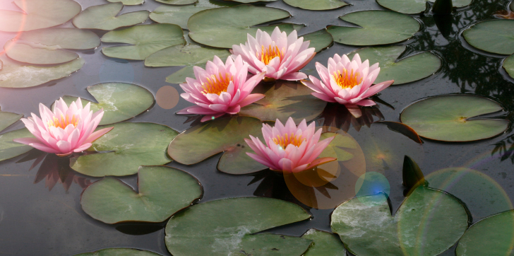 Lotus Ring