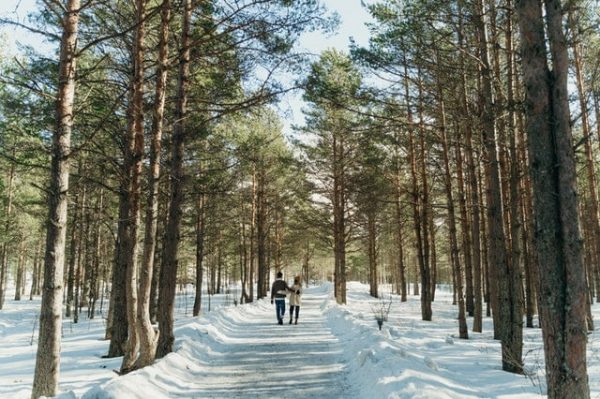 Digital detox dengan berjalan-jalan di hutan