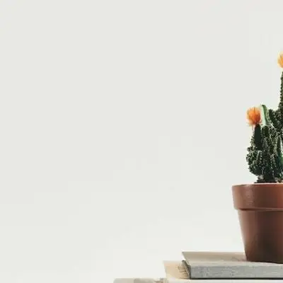 tanaman yang harus dihindari menurut fengshui