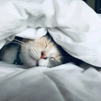 pencinta kucing