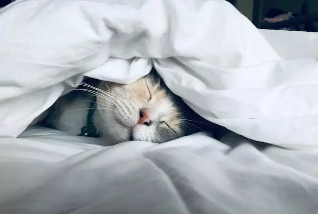 pencinta kucing