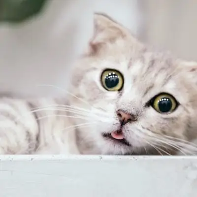 Cat Collar